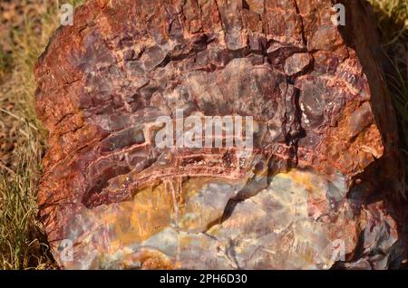 Querschnitt von versteinertem Baumholz im versteinerten Wald Arizona Stockfoto