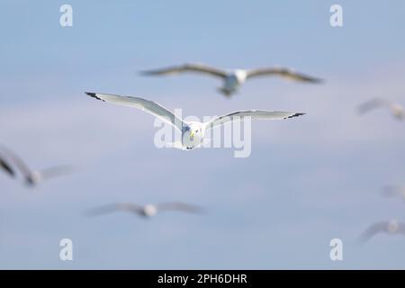 Schwarzbein-Kittiwake (Rissa tridactyla) über das Mittelmeer Stockfoto