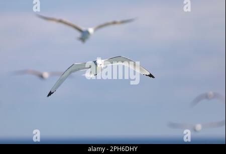 Schwarzbein-Kittiwake (Rissa tridactyla) über das Mittelmeer Stockfoto