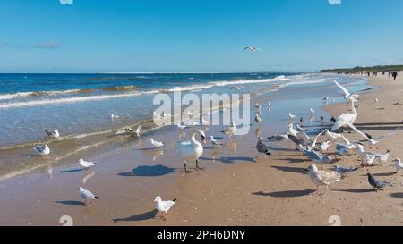 Schwäne und Möwen auf der Suche nach Nahrung am Ostseestrand in der Nähe von Swinoujscie in Polen Stockfoto