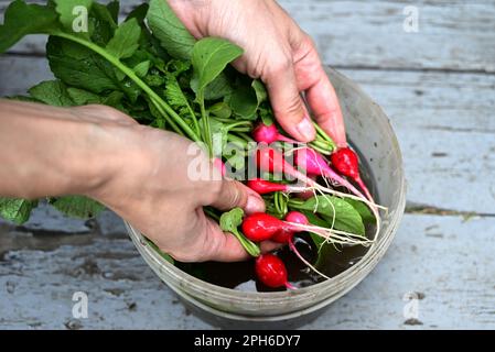 Frische rote Rettiche in einem weißen Sieb. Landwirtschaftliches Bio-Gemüse. Grauer Hintergrund. Draufsicht Stockfoto