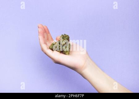 Eine weibliche Hand mit natürlichen Nägeln hält drei trockene Knospen von medizinischem Marihuana auf einem hellvioletten Hintergrund. Speicherplatz kopieren Stockfoto