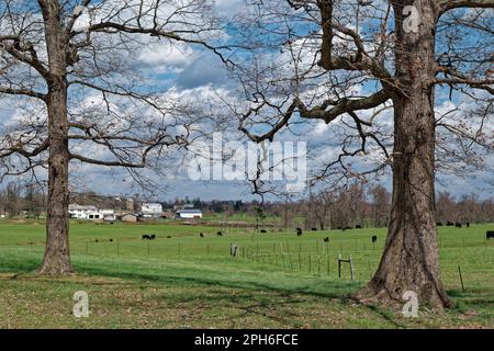 Sie schauen durch zwei alte Eichen, eine Farm im Hintergrund mit schwarzen Kühen und Kälbern im Vordergrund, eingezäunt an einem sonnigen Tag im Frühling Stockfoto