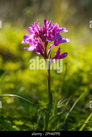 Rosa Schmetterling Orchidee, Orchis papilionacea, Andalusien, Spanien Stockfoto