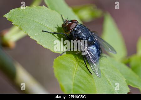 Blaue Flasche mit Orangenbart (Calliphora vomitoria) auf einem Blatt Stockfoto