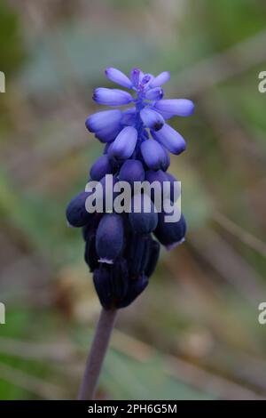 Traubenhyazinthen (Muscari neglectum) Stockfoto