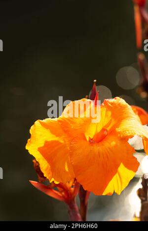 Große orangefarbene Canna Lily (Canna Indica) blüht mit einem dunklen Hintergrund Stockfoto