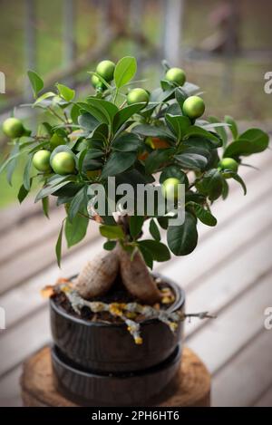 Nahaufnahme eines wunderschönen Bonsai Ficus Ginseng in einem schwarzen Topf. Bonsai Ficus Ginseng dekoriert mit Spielzeug, das wie ein Olivenbaum aussieht Stockfoto