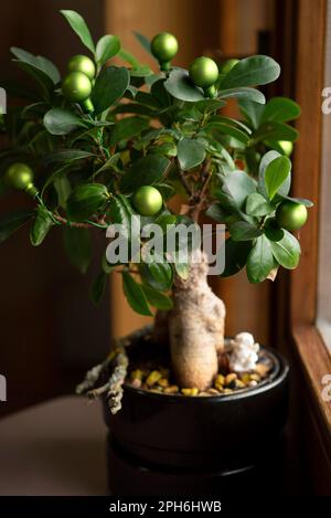 Nahaufnahme eines wunderschönen Bonsai Ficus Ginseng in einem schwarzen Topf. Bonsai Ficus Ginseng dekoriert mit Spielzeug, das wie ein Olivenbaum aussieht Stockfoto