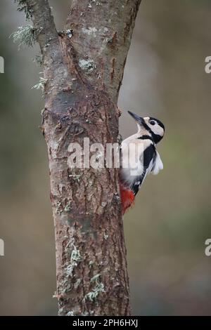 Großer Specht (Dendrocopus Major) auf totem Baumstamm Stockfoto