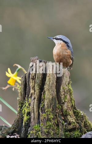 Nuthatch (Sitta europaea) am alten Baumstumpf im Frühjahr Stockfoto