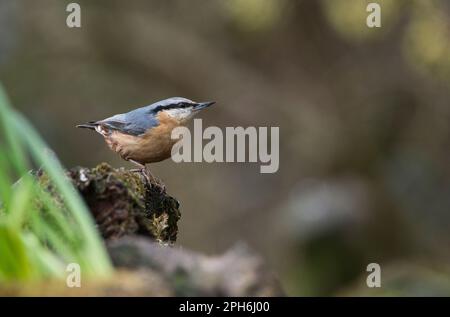 Nuthatch (Sitta europaea) hoch oben auf einem alten Baumstumpf Stockfoto