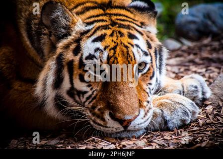 Nahaufnahme eines Tigerkopfes Stockfoto