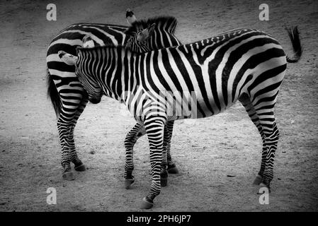 Zwei Zebras, die in Schwarz-Weiß spielen Stockfoto