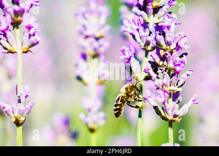 Ein blühendes Lavendelfeld mit Bienen, die auf den Blumen sitzen und Honig sammeln. In Nahaufnahme Stockfoto