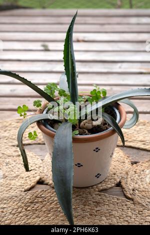 Aloe Vera und Trifolium in einem Topf auf dem Balkon. Wunderschöner Blumentopf Stockfoto