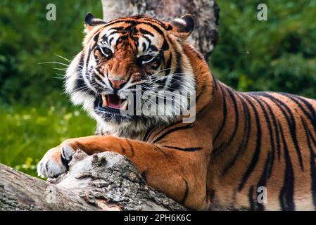 Nahaufnahme eines tosenden Tigers Stockfoto