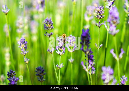 Ein blühendes Lavendelfeld mit Bienen, die auf den Blumen sitzen und Honig sammeln. In Nahaufnahme Stockfoto