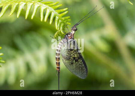 Eine gewöhnliche Mayfly (Ephemera vulgata) in den Wäldern von Paddock Hill, Gateshead, Nordostengland Stockfoto