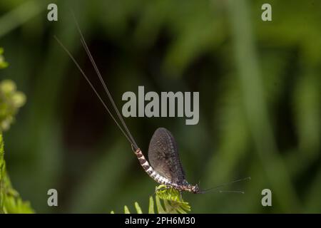 Eine gewöhnliche Mayfly (Ephemera vulgata) in den Wäldern von Paddock Hill, Gateshead, Nordostengland Stockfoto