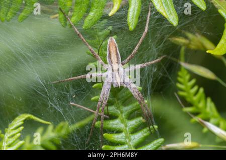 Eine imposante Kinderspinnenspinnen (Pisaura mirabilis) steht geduldig im Zentrum ihres Netzes. Aufgenommen in Paddock Hill Woods, Gateshead, Nordostengland Stockfoto