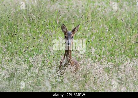 Ein wildes Reh (Capreolus capreolus), das sich im Derwent Walk Country Park, Gateshead, inmitten des Wiesengrases am Fluss Derwent versteckt Stockfoto
