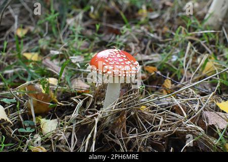 Amanita muscaria (Amanita muscaria), aufgenommen in Thornley Woods, Gateshead, Nordostengland. Stockfoto