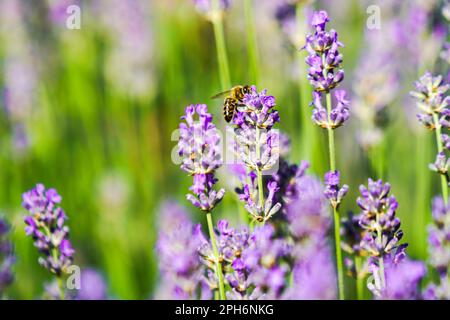 Ein blühendes Lavendelfeld mit Bienen, die auf den Blumen sitzen und Honig sammeln. In Nahaufnahme Stockfoto