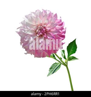 Schöner rosa-weißer Dahlienkopf in voller Blüte aus nächster Nähe, auf weißem Hintergrund isoliert. Zarte dekorative Dahlienblume mit Stiel und Laub Stockfoto