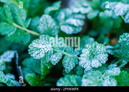 Grüne Wiesenblätter, die mit Morgenfrost bedeckt sind. Stockfoto