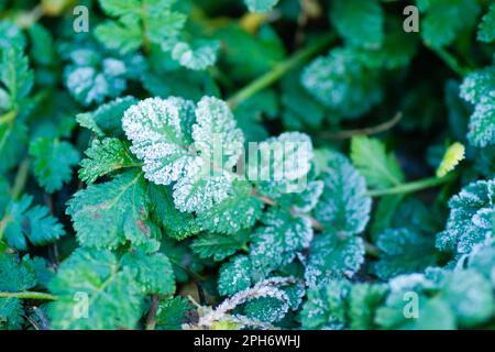 Grüne Wiesenblätter, die mit Morgenfrost bedeckt sind. Stockfoto