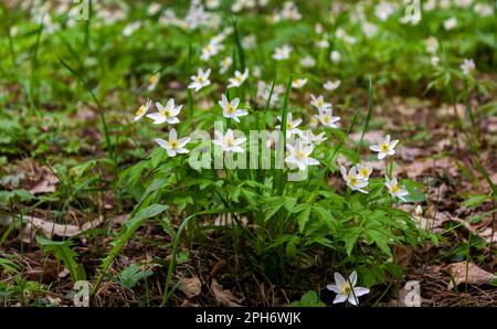 Der Frühling ist der Moment für diese wunderschöne Blume. Schneeglöckchen-Anemone Stockfoto