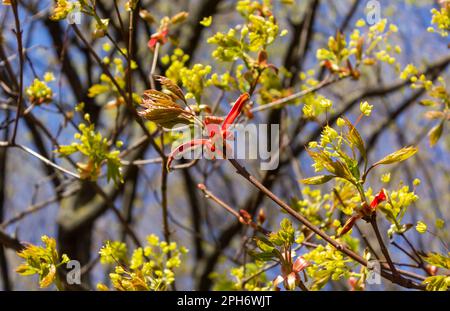 Frühling. Ein Baum mit dem lateinischen Namen Acer platanoides „Crimson Sentry“ wächst in Europa in einem Park Stockfoto