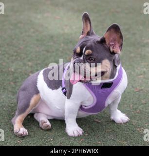 9 Monate alte Frenchistin in Lila Grau, hellbraun, weiblich, sitzt und schaut weg. Abseits der Leine gelegener Hundepark in Nordkalifornien. Stockfoto