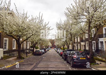 London, England, Großbritannien. 26. März 2023. Kirschblüten blühen in einer Straße im Zentrum Londons. (Kreditbild: © Vuk Valcic/ZUMA Press Wire) NUR REDAKTIONELLE VERWENDUNG! Nicht für den kommerziellen GEBRAUCH! Stockfoto