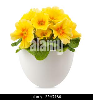 Frühlingsblüte von gelben Primrosen Blumen im Topf, Nahaufnahme von vorne isoliert auf weißem Hintergrund mit Schnittpfad Stockfoto