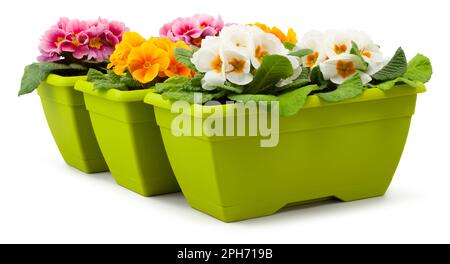 Frühlingsblüte aus gelben und rosafarbenen Primrosen Blumen in grünen Töpfen, Nahaufnahme von vorne isoliert auf weißem Hintergrund mit Schnittpfad Stockfoto