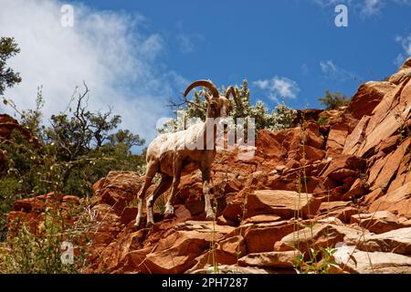 Ein Dickhornschafe in der Wüste, das auf Felsen im Zion-Nationalpark, Utah, USA, spaziert Stockfoto