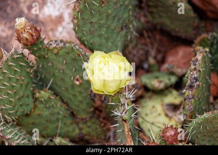 Blume auf einem Kaktus mit Stachelbirnen im Zion-Nationalpark, Utah, USA Stockfoto