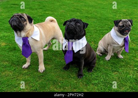 3 süße Mopphunde auf dem Gras Feld in Krawatte verkleidet. Stockfoto