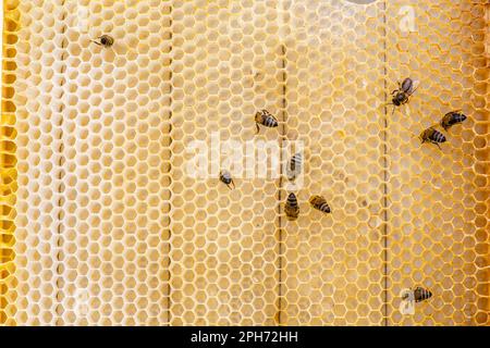 Honig auf einem Rahmen mit frischem Wachs. Bienen stehlen Honig aus Kämmen auf Holzrahmen. Stockfoto