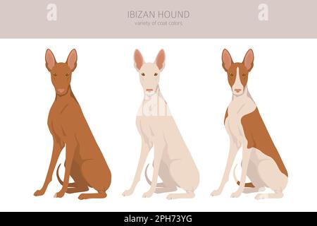 IbizanischenJagdhund Cliparts. Verschiedene Posen, Fellfarben eingestellt. Vektorgrafik Stock Vektor