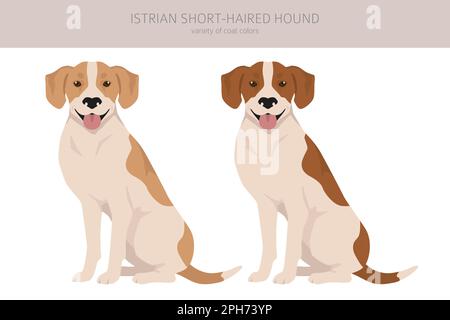 Istrischer Kurzhaarhund-Clipart. Verschiedene Posen, Fellfarben eingestellt. Vektorgrafik Stock Vektor