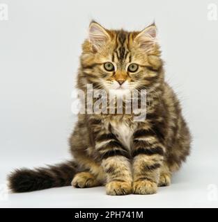 Sibirisches Kätzchen auf weißem Hintergrund Stockfoto
