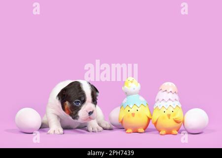Gebräuntes französisches Bulldog-Hündchen neben Osterküken und Eiern auf violettem Hintergrund mit Kopierbereich Stockfoto