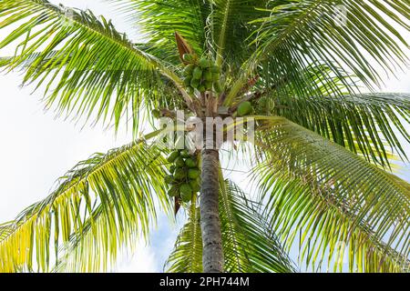 Leuchtend grüne Kokosnusspalmen von unten in Miami, Florida, USA Stockfoto