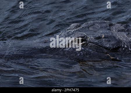 Nahaufnahme eines wilden Florida-Alligators im Wasser Stockfoto