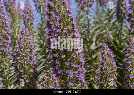 Echium Candicans Purple Flowers in Sausalito, Kalifornien, USA Stockfoto