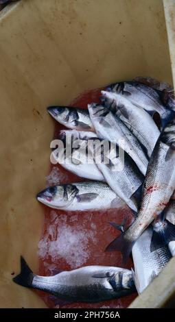 Frisch gefangener Makrele, bezahlt auf Eis in einem braunen Eimer, brachte mir einen Fischtrawler. Stockfoto