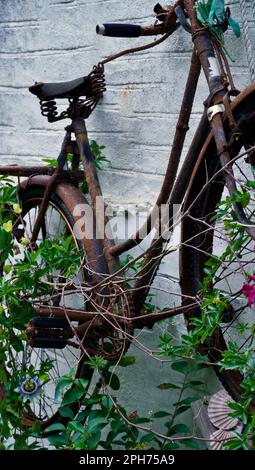 Rostiges altes Fahrrad, das an einer weiß getünchten Wand hing Stockfoto